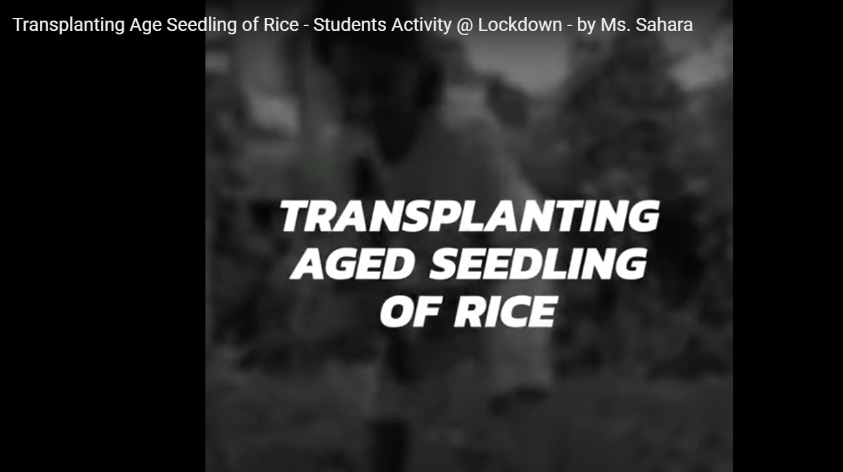 Transplanting Age Seedling of Rice - Students Activity @ Lockdown - by Ms. Sahara