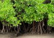 Exploring the Antipathogenic Potential of Mangroves and Mangrove Associate Plants-an in Vitro Approach