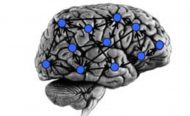 Modeling fMRI BOLD Correlates of Neural Circuit Activity