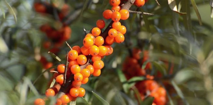 Working with the Wonder Plant Seabuckthorn