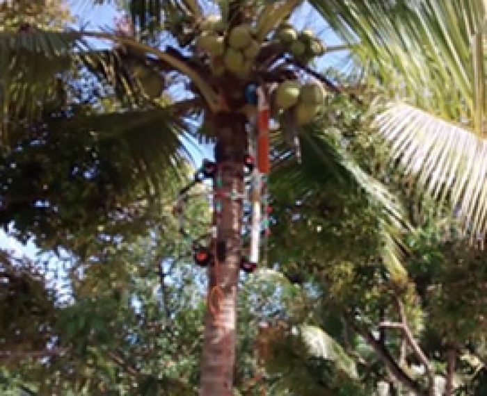 Amaran- A Robotic Coconut tree Climber