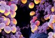 Label – Free Quantitative Proteomics Analysis to Study the Effect of Triclosan on Delta-Haemolysin: A Haemolytic Factor of Methicillin – Resistant Staphylococcus Aureus