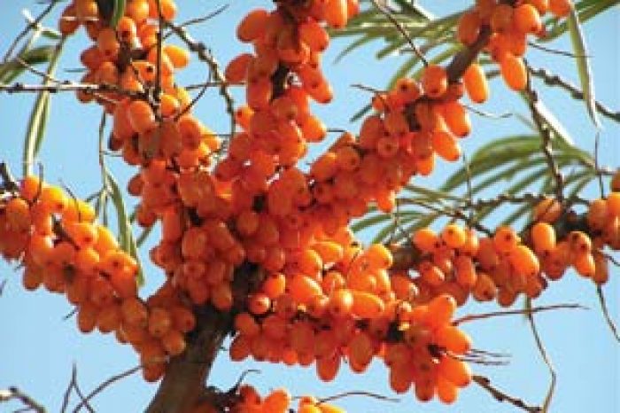 Seabuckthorn – A Repository of Bioactive Phytochemicals