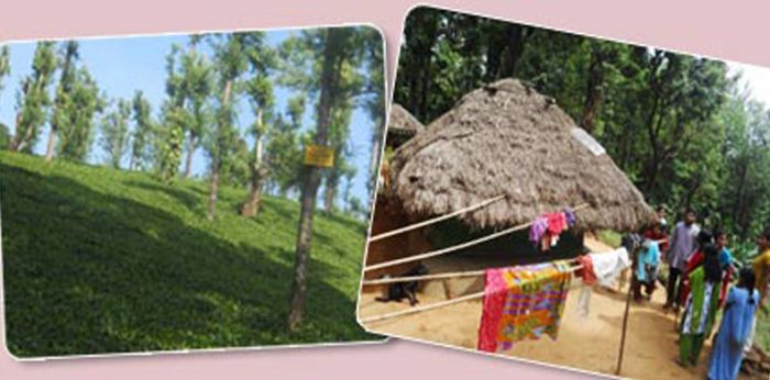 Tribal Camp in Wayanad